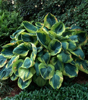 Hosta Frances Williams