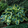 cluster of Hosta Frances Williams ground covers