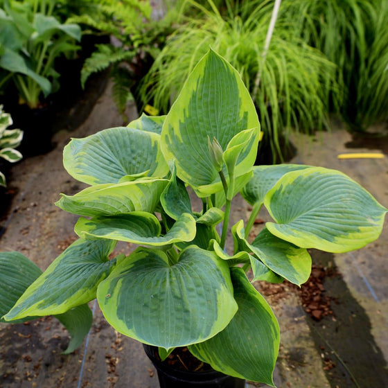 stunning green foliage on hosta frances williams