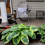 hosta with deep green centers and lime green edges