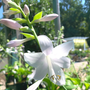 the guacamole hosta has white shade flower clusters in the summer and fall