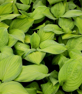 Hosta Guacamole