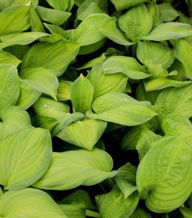 Hosta Guacamole