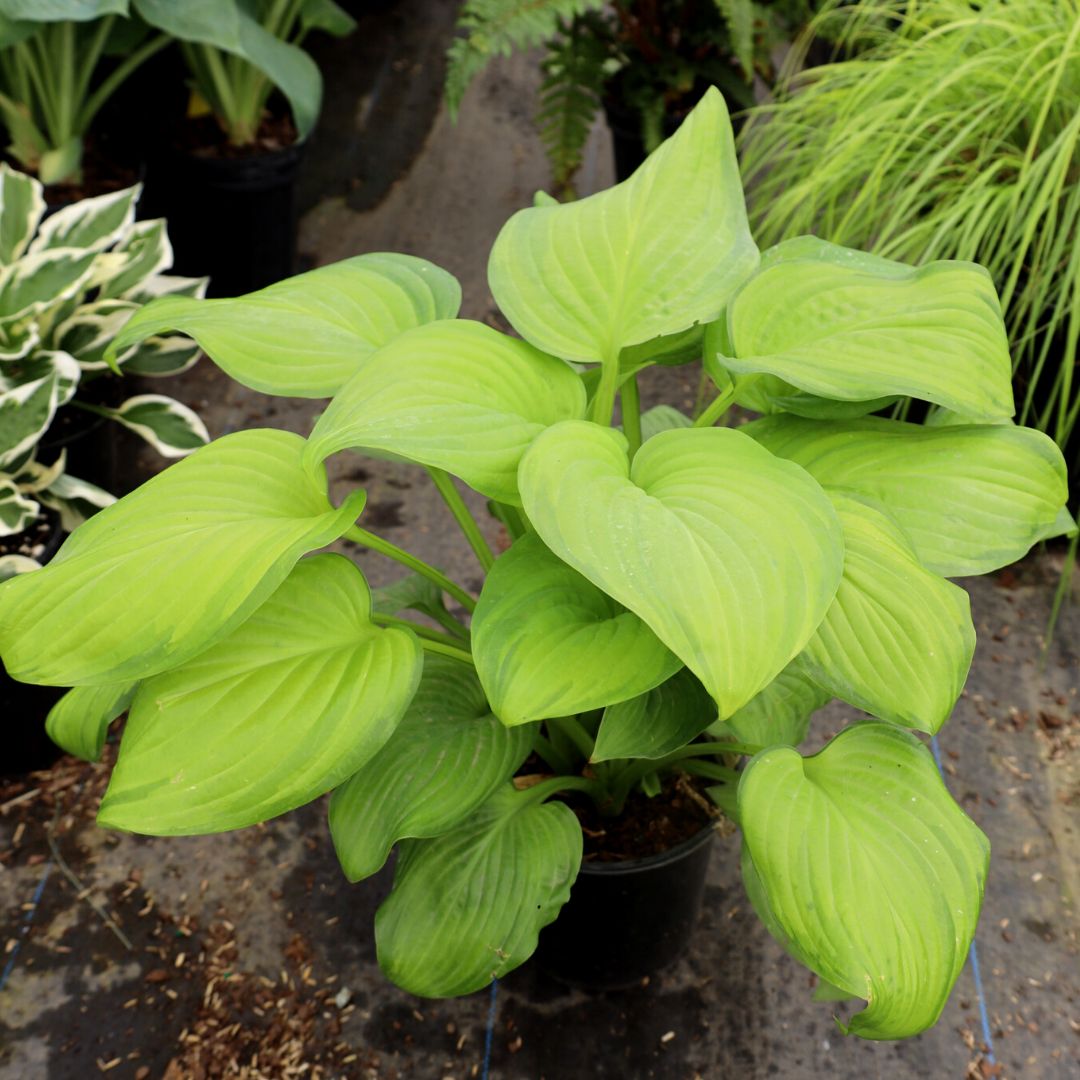 Buy Hosta Guacamole Online Shade Perennial Garden Goods Direct