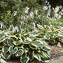 Hosta Patriot ground covers in full bloom with purple flowers atop tall stems