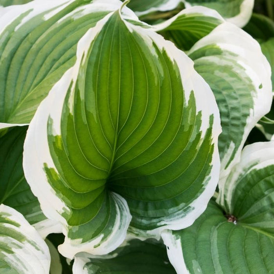 Hosta Patriot perennial ground cover variegated foliage