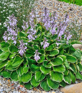Hosta Patriot
