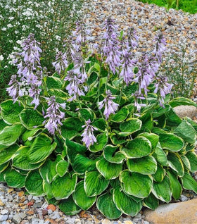 Hosta Patriot