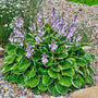 Hosta Patriot perennial displaying glossy greens and white bordered leaves