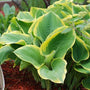 green and yellow variegation hosta leaves