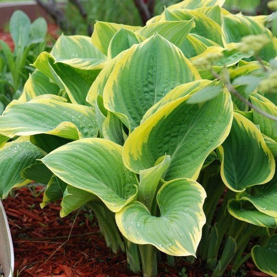 green and yellow variegation hosta leaves