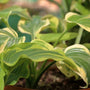 close look at soft variegated leaves hosta stained glass
