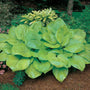 Large Hosta Sum and Substance growing in a shaded foundation planting