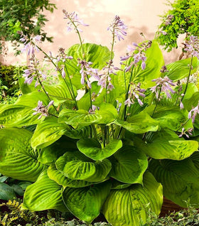 Hosta Sum and Substance