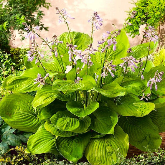 fertilizer for hostas plants Sum and Substance Hosta