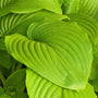 Hosta Sum and Substance for sale at Garden Goods Direct
