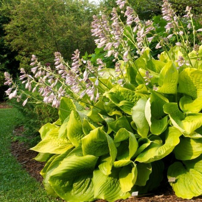 Buy Hosta Sum And Substance Plants Online Free Shipping Over 129