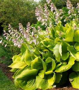 Hosta Sum and Substance