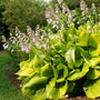 Sum and Substance Hostas have purple blooms on long stems and large yellow-green foliage