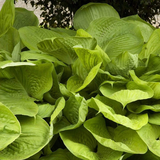Sum and Substance Hosta plants have large heart-shaped textured leaves and are dense ground covers