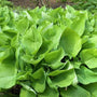 Hosta Sum and Substance is a large ground cover perennial with yellow-green heart shaped leaves