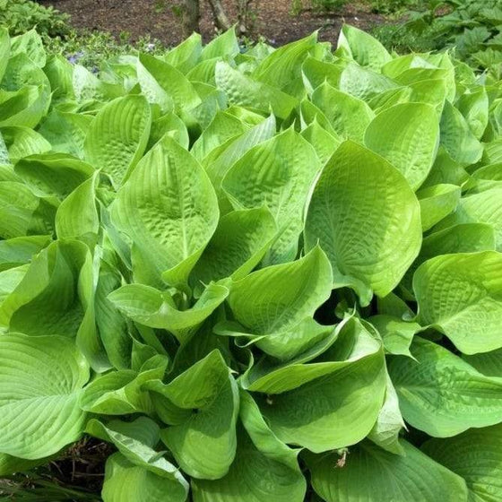 Hosta Sum and Substance is a large ground cover perennial with yellow-green heart shaped leaves
