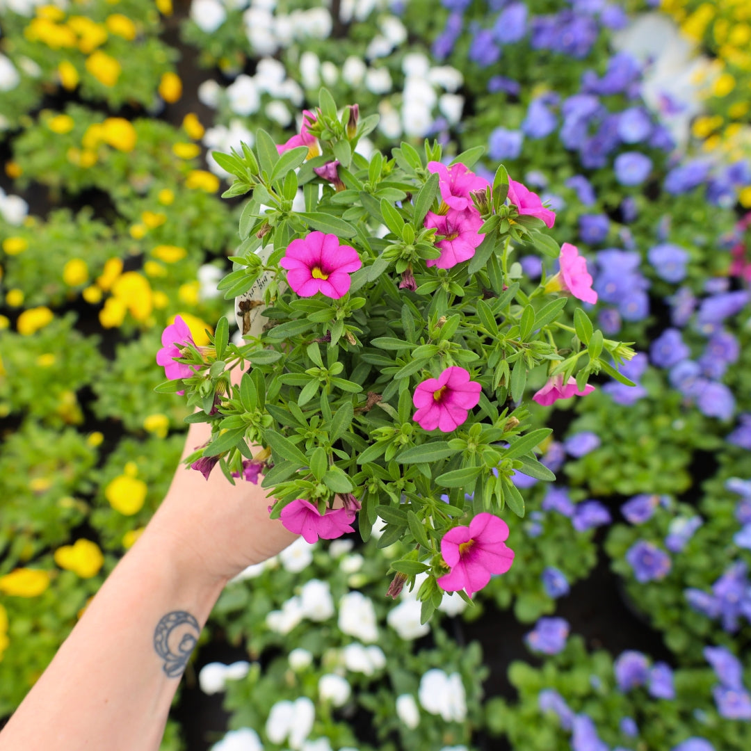hanging plant with pink and purple flowers Buy Hot Pink Calibrachoa Online - Annual Hanging Basket