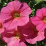 Close up photo of Hot Pink Calibrachoa Flowers
