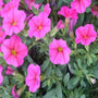 Long flowering Hot Pink Calibrachoa