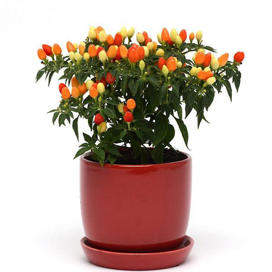 Ornamental Pepper in pot