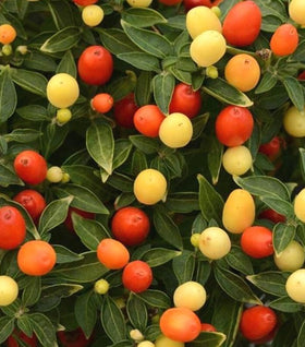 Hot Pops Yellow Ornamental Pepper