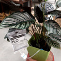 Houseplant Life Support Watering Device