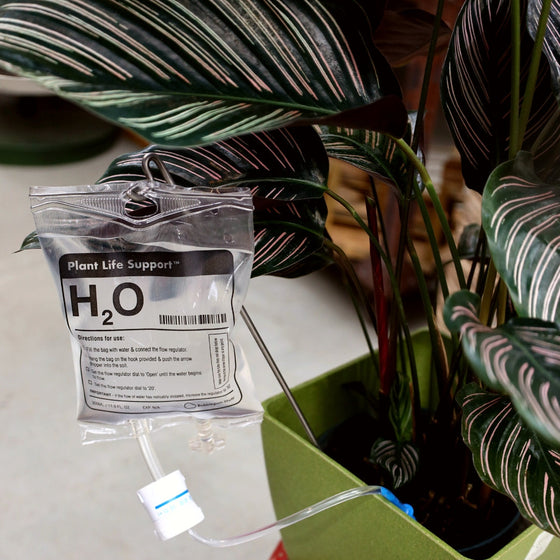 plant life support self-waterer Buy Plant Life Support Watering Device Online