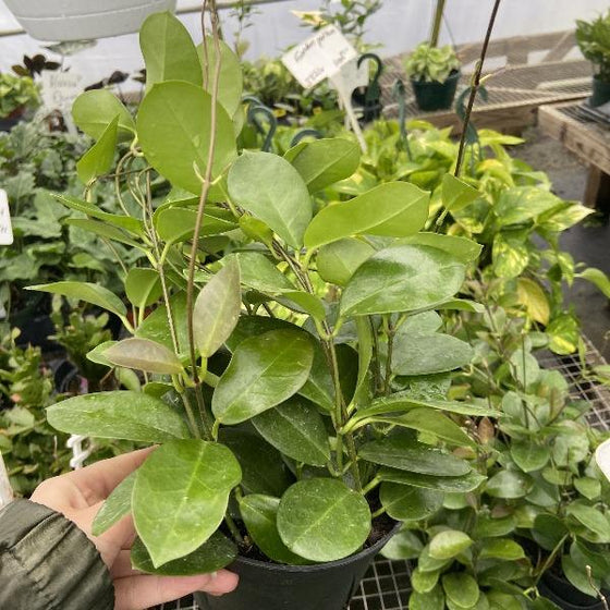 hoya australis in a black nursery pot
