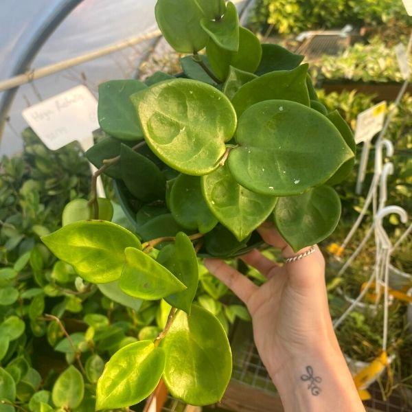 philodendron hoya carmosa Buy Hoya Carnosa Plants