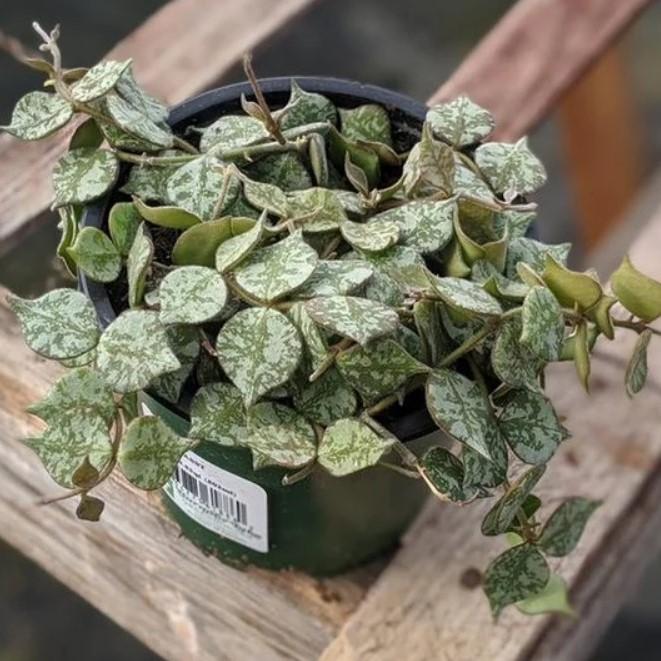 wax leaf house plants Hoya Curtisii Plants (Fung Wax Flower)