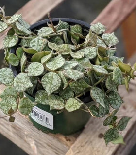 Hoya Curtisii Plants (Fung Wax Flower)