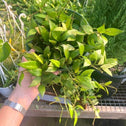 hoya gracilis plant with green foliage in a nursery pot in a greenhouse