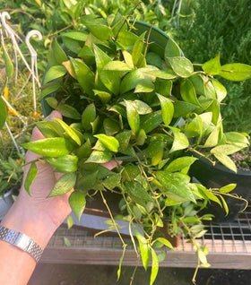 Hoya Gracilis