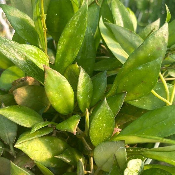 close up of hoya gracilis green foliage with white specks 
