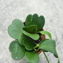 Hoya Kerrii Heart-leaf hoya