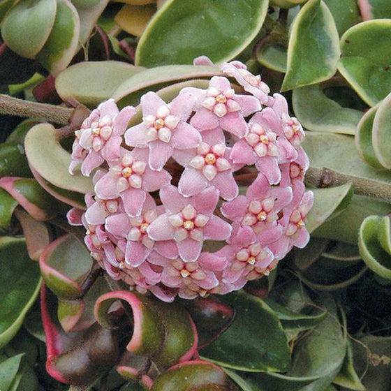 Pink flowers of Hoya Krimson Queen