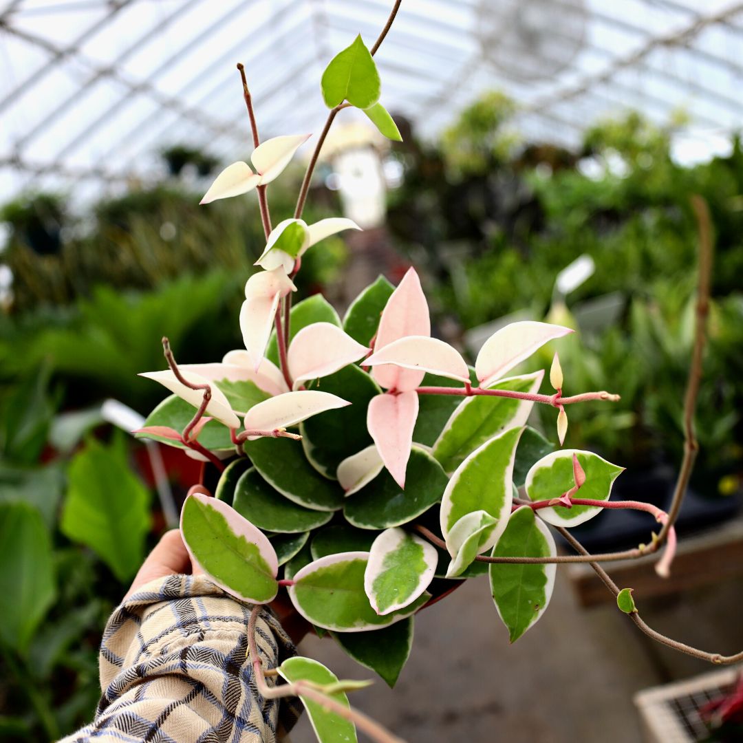hoya succulent Hoya Krimson Queen