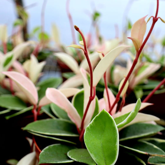 Hoya carnosa variegata Krimson Queen vining upward
