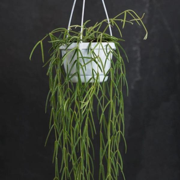 Hoya Linearis for Sale | Garden Goods Direct