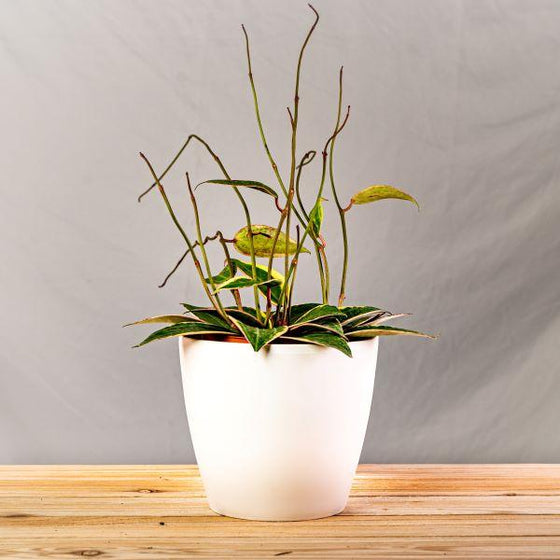 Macrophylla Variegata Hoya Wax Plant in white pot