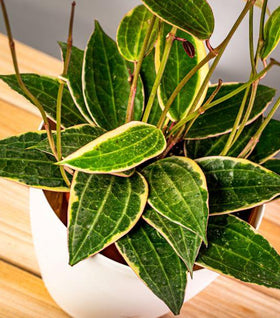 Hoya Macrophylla Variegata