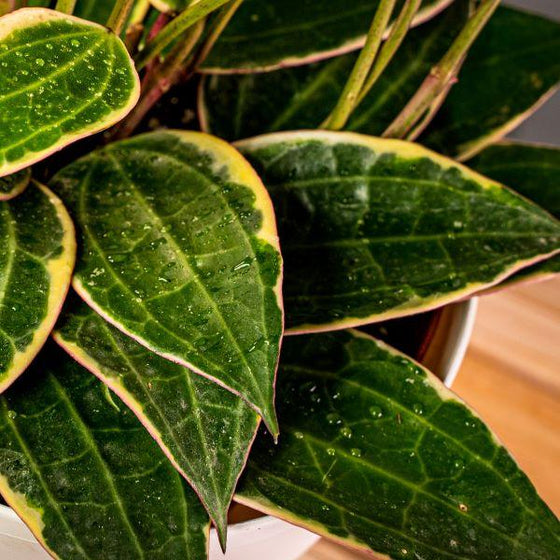 unique leaves of Macrophylla Variegata Hoya Wax Plant