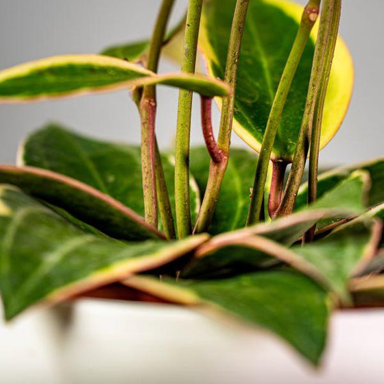 close up view of Macrophylla Variegata Hoya Wax Plant