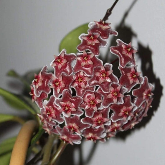 hoya publicalyx flower is burgundy with white edges